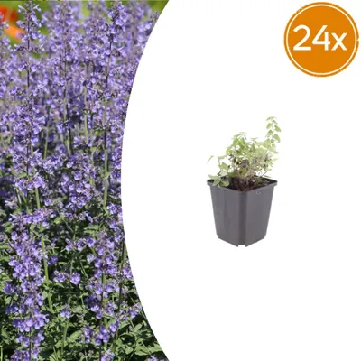 Zdjęcie produktu dla Nepeta 'Grol' | 24 sztuki - 10-25cm - Ø9cm - Roślina ogrodowa