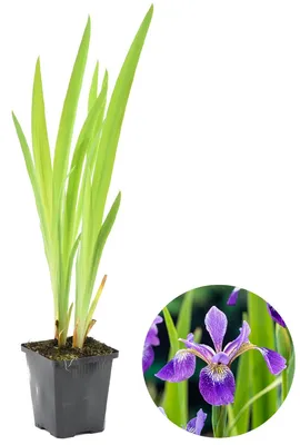 Produktbild von Iris Versicolor, Schwertlilie, Teichpflanze, 15-25 cm, Topf 9 cm