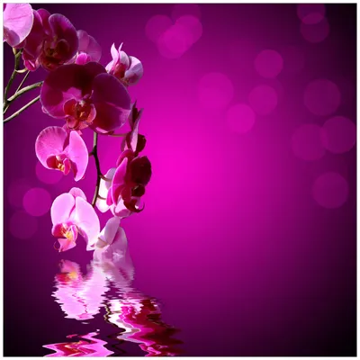 Produktbild von Wallario Möbeldesign -  Glasplatte, Schutzplatte mit Motiv - geeignet für Ikea Lack Tisch, Größe: 55 x 55 cm, Motiv: Rosafarbene Orchidee  Blüten in pink