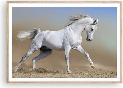 Produktbild von Gerahmtes Poster - Rahmen in heller Eiche - Pferd weiß Tier - 100x70 cm - Wand Bild - Wanddeko - Wandbilder - Wandposter - Bilderrahmen - Bilder - Kunstdruck - Wandbild - P2NAA100x70-0167