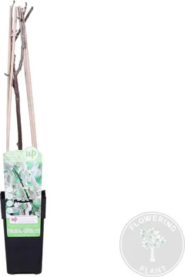 Image de Bloomique - Wisteria floribunda 'Alba' - Glycine blanche - Grimpante - Plante de jardin - Rustique - Hauteur 50-70 cm - Pot 15 cm