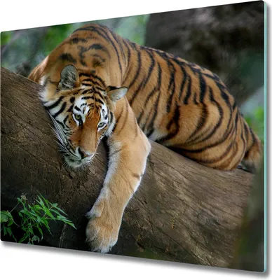 Produktbild von Glas Herdabdeckplatte 60x52 cm Spritzschutz Glasabdeckplatte Schneidebrett Tiger auf dem Baum