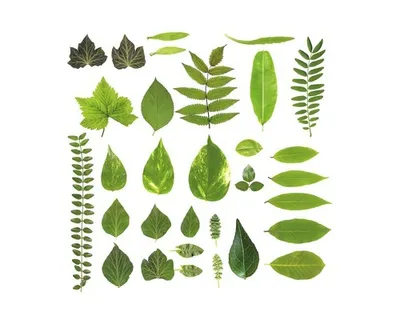 Produktbild von Glasbild Different Leaves 20x20 cm
