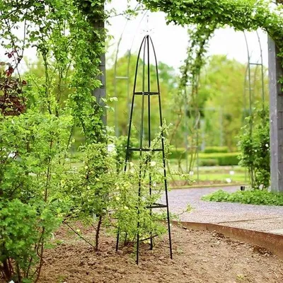 Image de Tuteurs pour tomates, concombres et plantes grimpantes - Tuteurs pour jardins