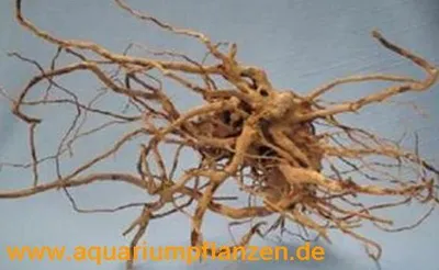 Produktbild von 1 Stück Finger Wood 10-20 cm, Deko, Wurzel