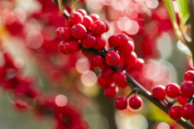 Produktbild von Ilex verticillata, Winterbeere, 100–125 cm, leuchtend rote Beeren