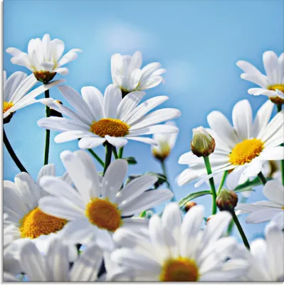 Produktbild von ARTland Glasbild Blumen - Margeriten Größe: 30x30 cm