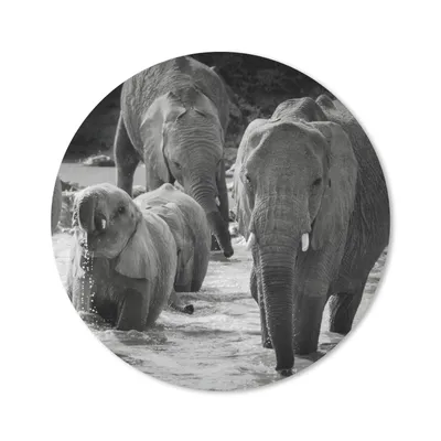 Produktbild von MuchoWow® Mauspad Mousepad Elefant - Tiere - Wasser - Schwarz und weiß 40x40 cm - Mousepads - Maus Mat - Pad - Mausunterlage - Schreibtisch Accessoires