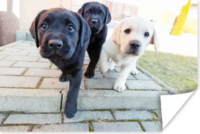 Produktbild von MuchoWow® Poster Drei Labrador-Welpen 90x60 cm - Schlafzimmer