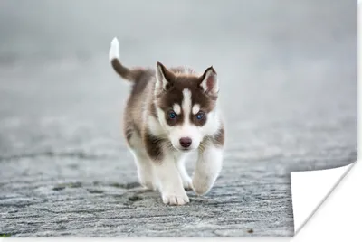 Produktbild von MuchoWow® Poster Husky-Welpe läuft über die Straße 60x40 cm - Schlafzimmerdekoration