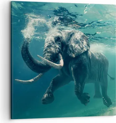 Produktbild von Bild auf Leinwand - Leinwandbild - Elefant Tier Wasser - 60x60cm - Wand Bild - Wanddeko - Wandbilder - Leinwanddruck - Bilder - Kunstdruck - Wanddekoration - Leinwand bilder - Wandkunst - AC60x60-3944