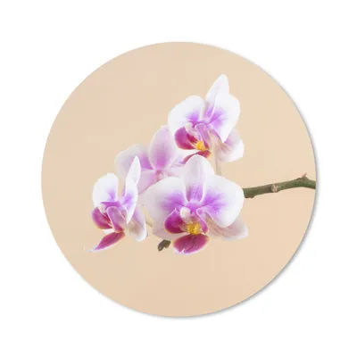 Produktbild von MuchoWow® Mauspad Mousepad Weiße und rosa Orchidee 50x50 cm - Mousepads - Maus Mat - Pad - Mausunterlage - Vinyl