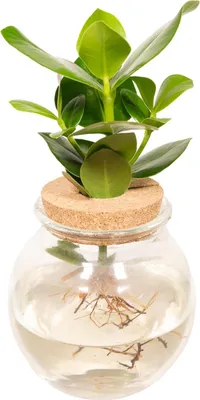 Produktbild von Hello Plants Clusia Signaturbaum - Ø 12 cm Kugelglaskorken - Höhe: 30 cm