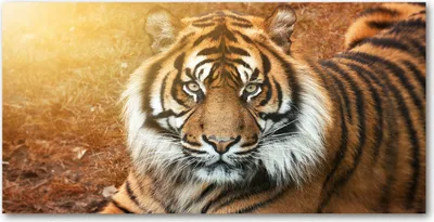 Produktbild von Tulup® Leinwandbild - 140x70 cm - Wandkunst - Drucke auf Leinwand - Leinwanddruck  - Tiere - Braun - Bengalischer Tiger