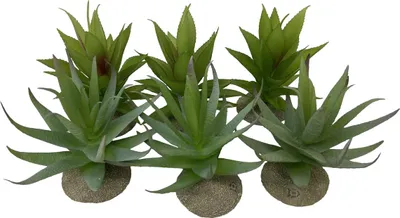 Image de Terra Della Terrarium Dekoration Aloe