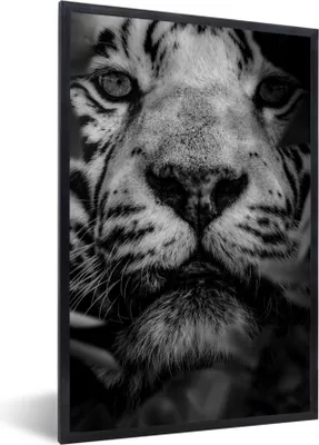 Produktbild von MuchoWow® Gerahmtes Poster Nahaufnahme von Blättern und einem weißen Tiger im Dschungel - schwarz und weiß 60x90 cm - Poster mit Schwarzem Bilderrahmen Wandposter Rahmen Foto Bilder - Kunst