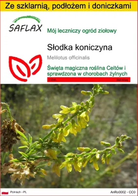 Zdjęcie produktu dla SAFLAX - Zestaw do uprawy - Słodka koniczyna - 250 Nasiona - Z mini szklarnią, podłożem uprawowym i 2 doniczkami - Melilotus officinalis
