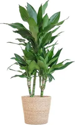 Zdjęcie produktu dla Dracena Janet Lind 95cm - dracena pokojowa, srednica doniczki 21cm - latwa w