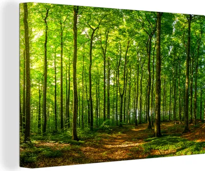 Produktbild von MuchoWow® - Leinwandbilder - Wald - Baum - Pflanzen, Wandbild, Wanddeko Bilder Wohnzimmer, 120x80cm