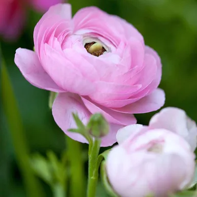Produktbild von Ranunkeln - 40 Stk - Ranunculus - Blumenzwiebeln - Mehrfarbig