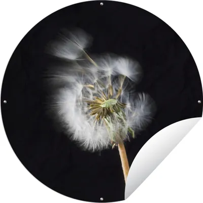 Produktbild von MuchoWow® Gartenposter Outdoor-Poster Rund Eine Pollenblume auf schwarzem Hintergrund Ø 150 cm Gartendeko Rundes Poster draußen