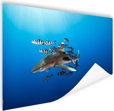 Produktbild von MuchoWow® Poster Hai mit Fisch 180x120 cm - Fotoplakat