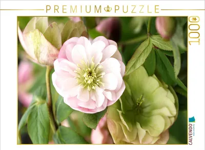 Produktbild von CALVENDO Puzzle Christrosen, Helleborus | 1000 Teile Lege-Größe 64x48cm Foto-Puzzle für glückliche Stunden