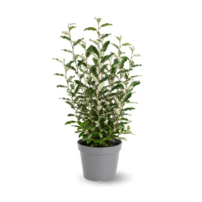 Image de Eleagnus ebbingei- plantes de haies - ↕ 90-100 cm - ⌀ 24 cm - plante d'extérieur