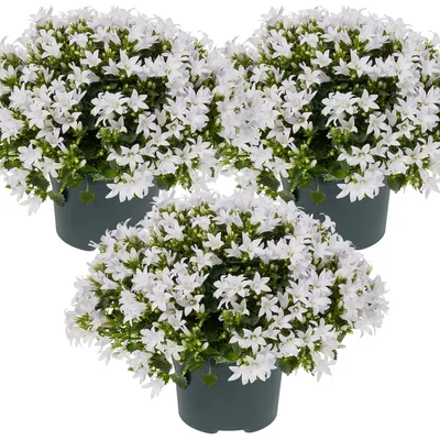 Produktbild von 3er-Set - Campanula Ambella White - Glockenblume - Bodendecker - Gartenpflanzen - Winterhart - Tierfreundlich - 10-20 cm Hoch - Topf 10,5 cm