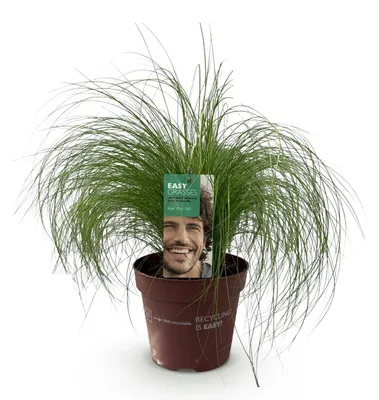 Produktbild von Stipa tenuifolia (Pferdeschwanzgras) - 2 Pflanzen - Durchmesser 17 cm - immergrün