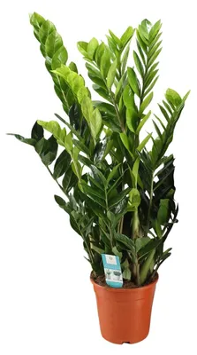 Immagine prodotto di Zamioculcas Zamiifolia - 85-95cm - Ø21cm - Pianta d'appartamento - Sempreverde
