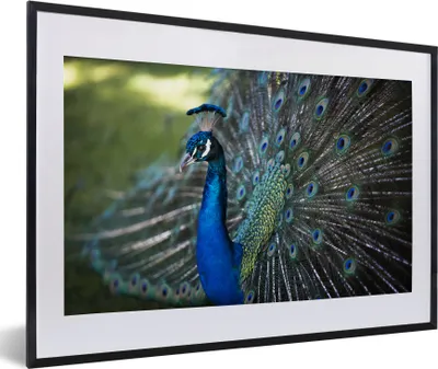 Produktbild von MuchoWow® MuchoWow® Gerahmtes Poster Pfau - Vögel - Blau 60x40 cm - Poster mit zchwarzem Bilderrahmen - Schlafzimmer - Plakat in Rahmen - Drucken