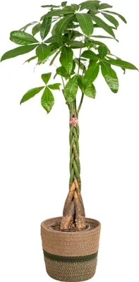 Obrázek produktu pro Pachira aquatica vcetne prírodního košíku - výška 120 - 140cm - prumer 24cm