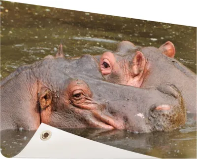 Produktbild von Gartenposter - 120x80 cm - Nilpferde nebeneinander  - Modernes Wandbilder - Wilde Tierposter