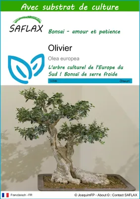 Image de SAFLAX  - Olivier - 20 graines - Avec substrat - Olea