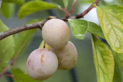 Produktbild von Prunus domestica 'Mirabelle von Nancy', gelb, 40 cm Stammhöhe