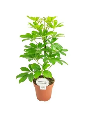 Produktbild von Kleine Strahlenaralie Schefflera arboricola 'Nora'45cm