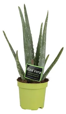 Immagine prodotto di Aloe Vera - 25-35cm - Ø10,5cm - Pianta d'appartamento