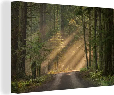 Produktbild von OneMillionCanvasses® - Leinwandbilder - 150x100 cm, Wald - Baum - Weg, Wandbilder Kunstdruck Wanddekoration