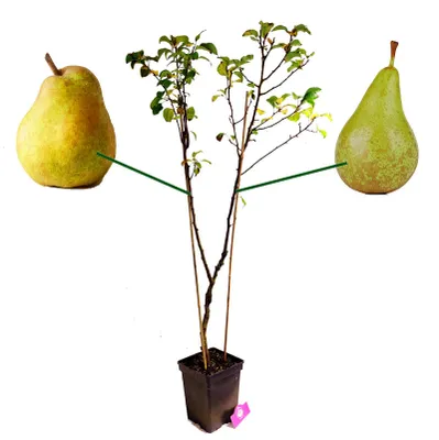 Image de Pyrus communis 'Duo' – deux variétés sur un même arbre, pot de 5 litres