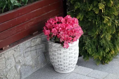 Immagine prodotto di Fioriera Vasca Decorazione Figura Fioriere Vasi Giardino Vaso 204080