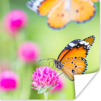 Produktbild von MuchoWow® Poster Insekten - Schmetterlinge - Blumen 75x75 cm - Wand Dekoration