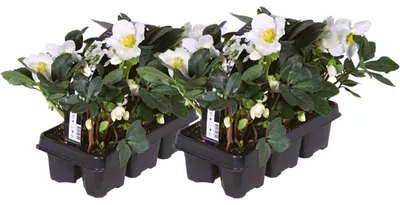 Productafbeelding van Planten van Frank | 12 kerstrozenplanten | Helleborus Niger 'Christmas Carol' | Wintergroene vaste plant | Tuinplanten