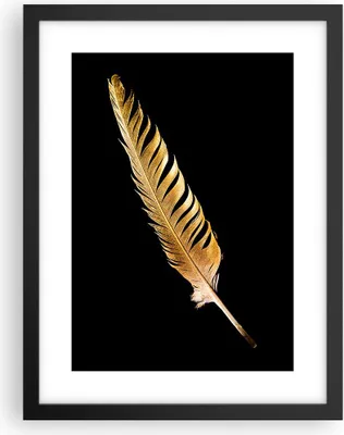 Produktbild von Gerahmtes Poster - Schwarzer Rahmen - Golden Feder Schwarz - 30x40 cm - Wand Bild - Wanddeko - Wandbilder - Kunstposter - Wandposter - Bilderrahmen - Bilder - Kunstdruck - P2BPA30x40-4887