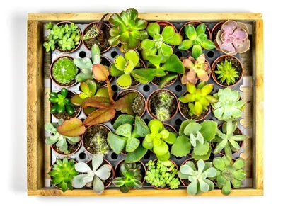 Obrázok produktu pre Zmes sukulentov Gardners, priemer 6 cm