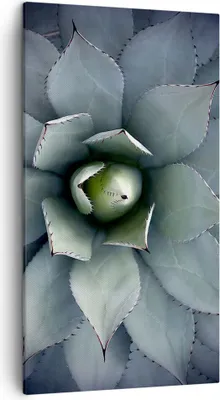 Produktbild von Bild auf Leinwand - Leinwandbild - Einteilig - Blau Blätter Agave - 45x80cm - Wand Bild - Wanddeko - Wandbilder - Leinwanddruck - Bilder - Wanddekoration - Leinwand bilder - Wandbild - PA45x80-5133