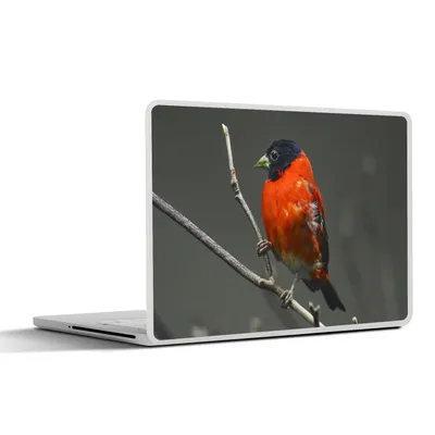 Produktbild von MuchoWow® Laptop Aufkleber Sticker Cover Vogel - Rot - Zweig 31x22.5 cm - Laptop-Deko