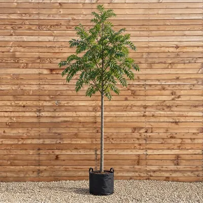 Produktbild von Eberesche Dodong 200-250 cm, Stammumfang 6-8 cm - Sorbus Hochstamm