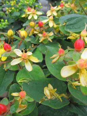 Produktbild von Hypericum inodorum Magical Sunshine - Johanniskraut - Mannsblut - 40-60
