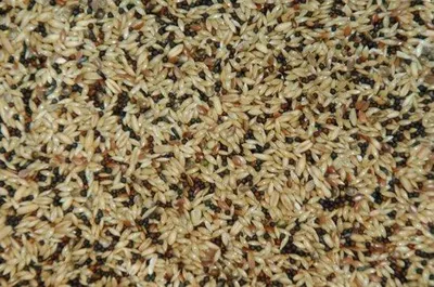 Produktbild von Wielink Süßes Super-Kanarienfutter – 20 kg